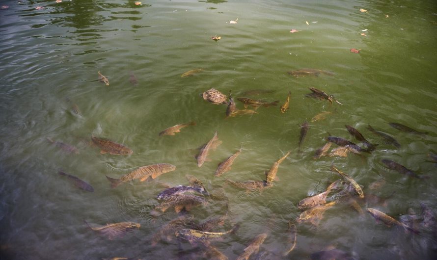 Echosonda Deeper – czy to dobry wybór?